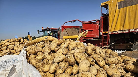 El calor reduce más del 10% la producción de patata que no acaba de repuntar en precio