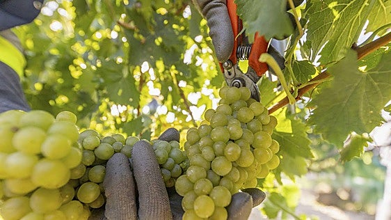 Las DO aventuran uva sana y de calidad aunque con producciones desiguales en una vendimia adelantada