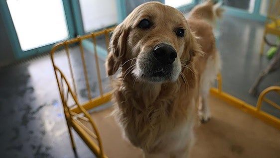 Las vacaciones para los perros en Valladolid cuando sus dueños se van de veraneo: «Hay reservas desde enero»