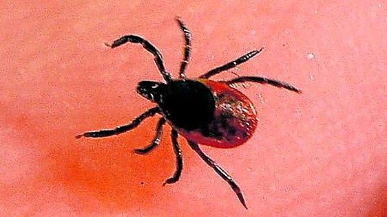 Tercer caso confirmado de fiebre hemorrágica de Crimea-Congo en Salamanca este año