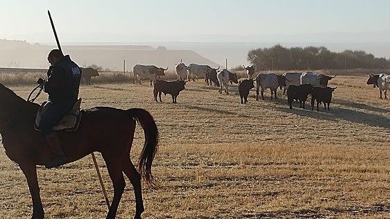 Los atléticos Beteta imprimen un ritmo alegre al pelotón de caballistas y bueyes