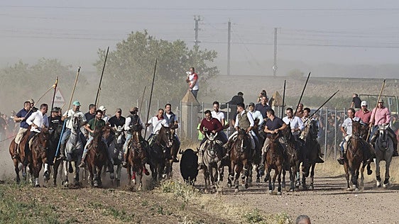 El encierro mixto de Medina del Campo, en imágenes