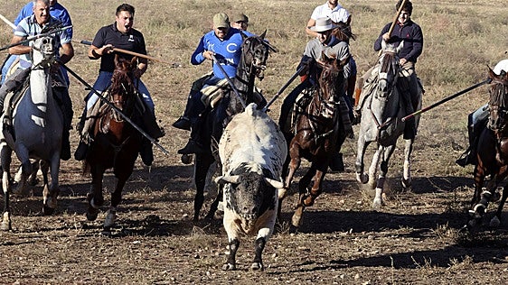 Medina del Campo pone punto y final a sus fiestas con un duro encierro
