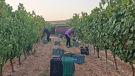 Los viticultores de Ribera del Duero temen que se quede uva sin vender en esta campaña