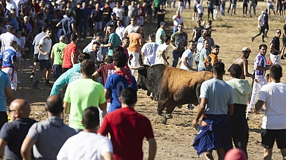 Más de 25.000 asistentes al Toro de la Vega: «Es precioso, la espera para verlo ha merecido la pena»