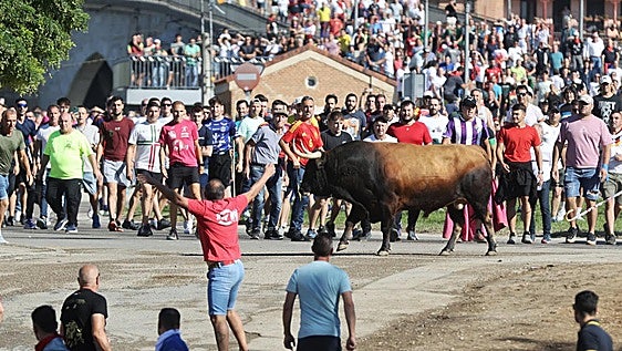 En directo, el Toro de la Vega 2026