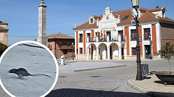 Denuncian la proliferación de ratas y «malos olores» en el alcantarillado de Villalar de los Comuneros