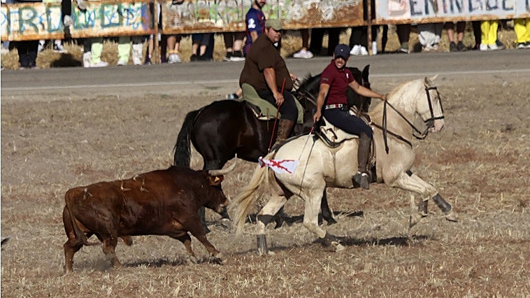 Emoción campera en la Villa del Caballero con los toros de Zahorí