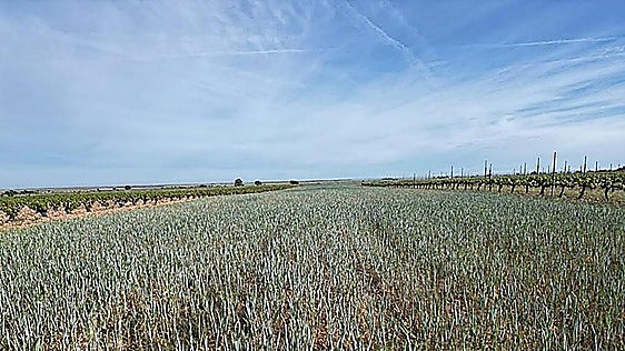 Agroseguro abona 7,5 millones a las zonas de producción temprana