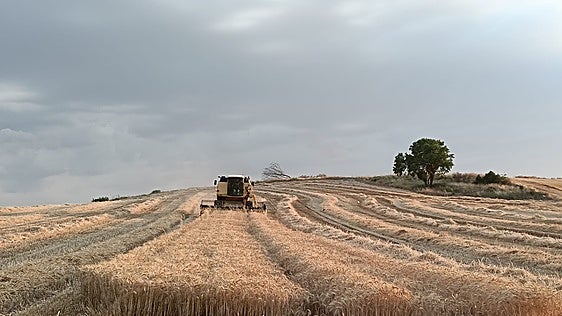 Los conflictos bélicos provocan la subida del precio del cereal