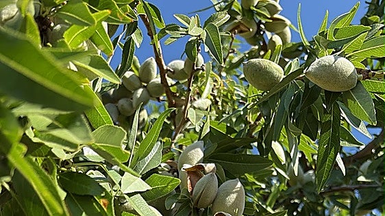 El calor adelanta veinte días la cosecha de almendra que arrancará a finales de mes