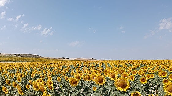 El girasol repunta a las 400.000 hectáreas por los bajos costes de producción