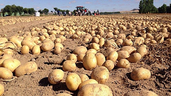 El sector de la patata cree que el estudio de costes se sitúa más de un 30% a la baja