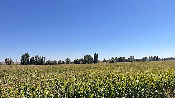 La campaña de maíz se adelanta por el calor y empezará antes de finalizar el mes