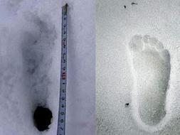 Tras las huellas del 'abominable hombre de las nieves'