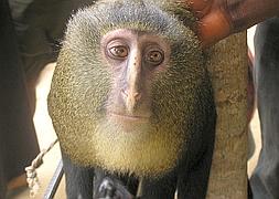 Identifican una nueva especie de monos africanos