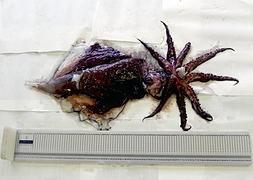 El ejemplar fue cedido al Instituto Español de Oceanografía (IEO) para su estudio