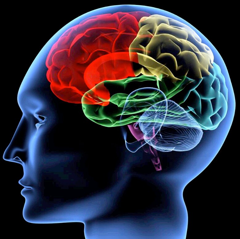 El cerebro, uno de los grandes beneficiados por la imagen médica .