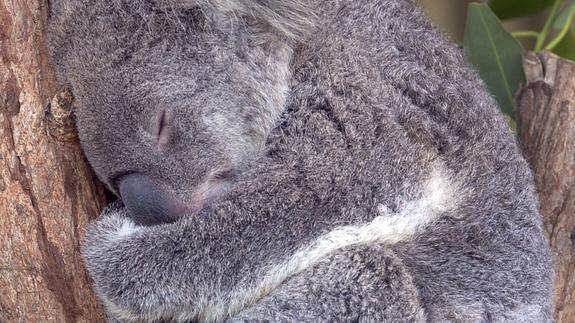 Un koala, abrazado a un árbol. 