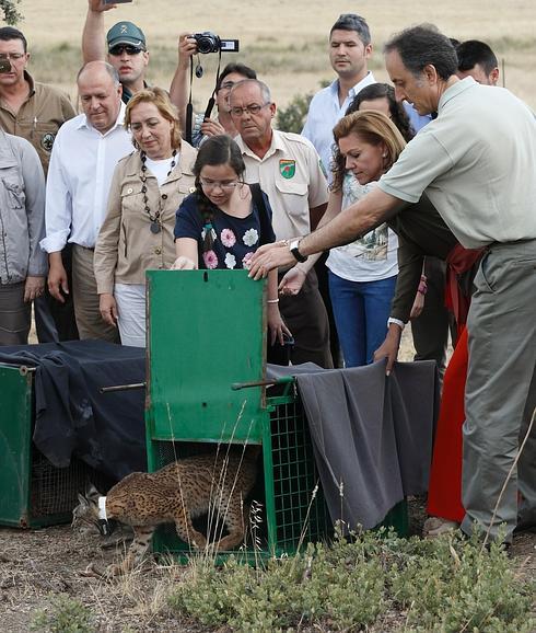 Reintroducción del lince en el campo. 