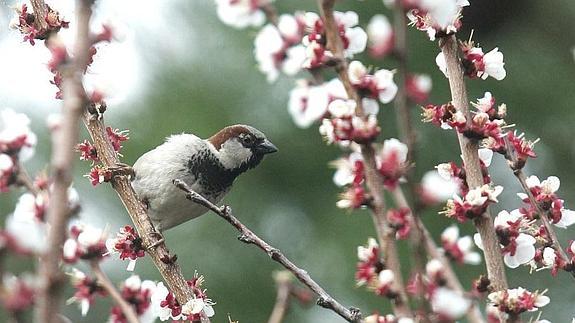 Un gorrión, fotografiado en Boadilla del Monte. 