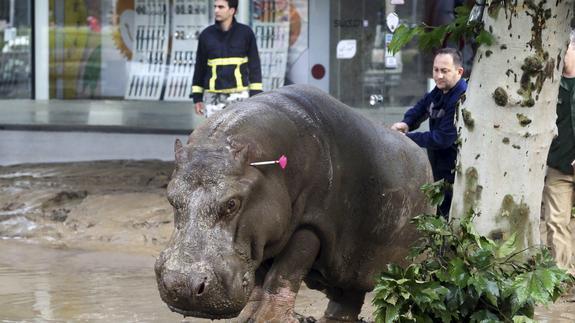 Las fuerzas de seguridad dan caza a un hipopótamo que escapó del zoo. 
