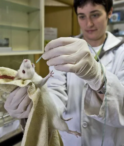 Una investigadora, con un ratón en un laboratorio.