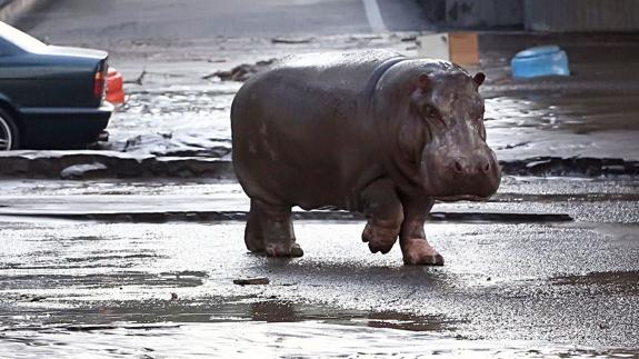 Un hipopótamo fugado del zoo de Tiflis (Georgia)