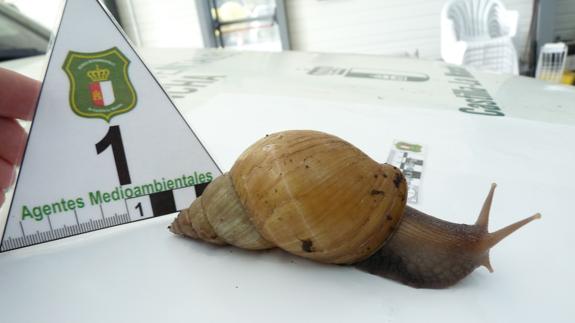 Un caracol gigante africano.