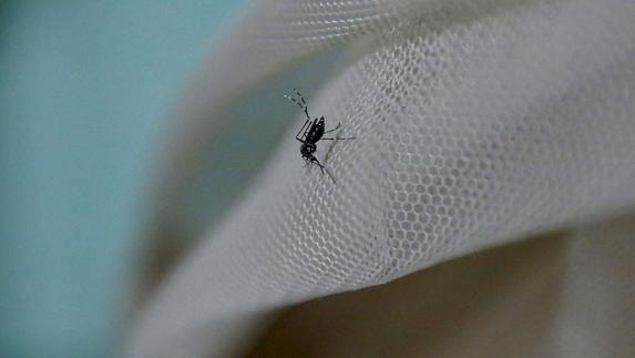 Mosquito Aedes aegypti, portador del virus del Zika.
