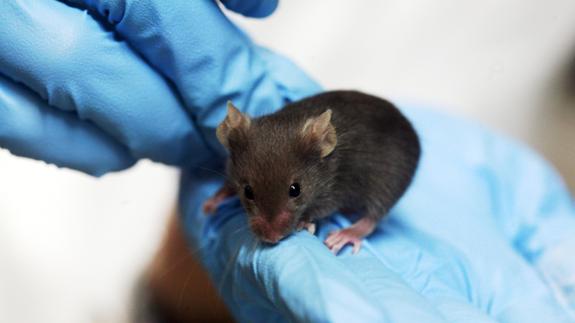 Un ratón de laboratorio.