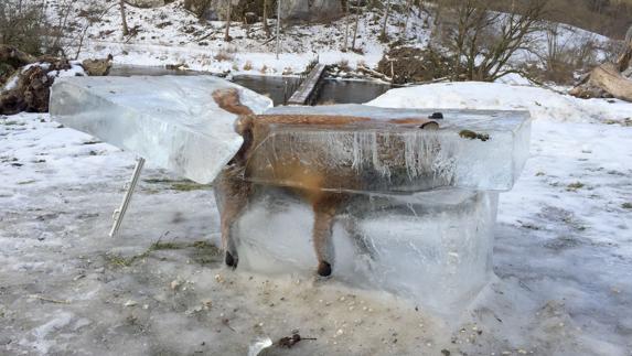 La imagen del zorro congelado. 