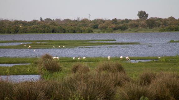 Marismas de Doñana.