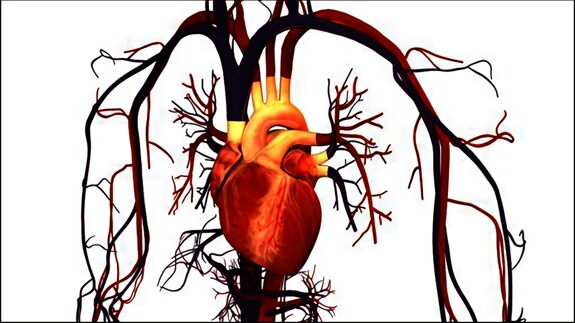 Ilustración del sistema circulatorio humano