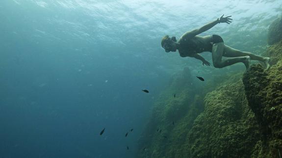 El Mediterráneo ha perdido un 34% de sus peces y un 41% de focas desde 1950.