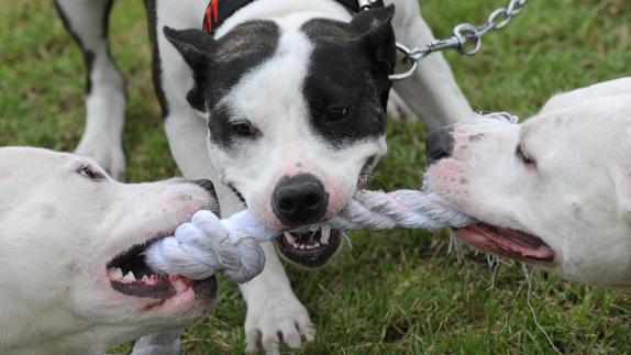 Tres pitbulls.