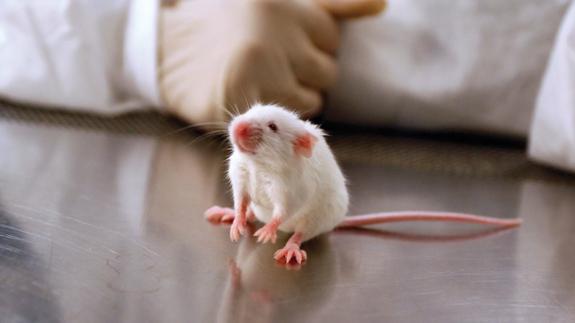 Prueban en ratones una neurona que repararía lesiones de médula espinal.