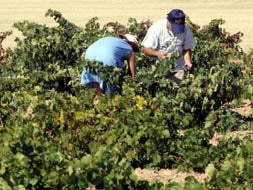 Agricultores recogen uva en un viñedo de la Denominación de Origen Toro. / LUIS CALLEJA