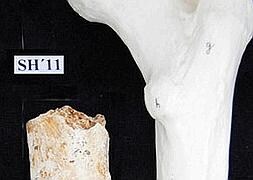 Fémur humano encontrado en las excavaciones de Atapuerca. EIA