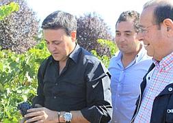 Comienzo de la vendimia en la Bodega Dehesa de los Canónigos./ H. Sastre