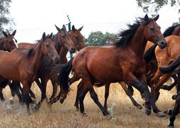 La Reserva charra de Campanarios de Azaba recibe 24 caballos de las retuertas