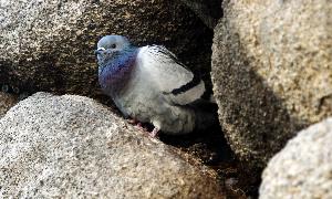 Una paloma aposentada en un hueco entre las piedras del Acueducto. / Rosa Blanco