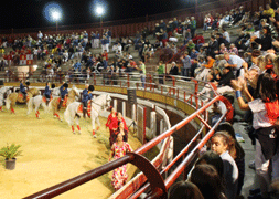 Fusión del caballo de pura raza española y flamenco en la plaza de toros de Simancas
