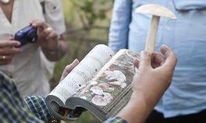Un lubro guía ayuda a reconocer las setas en bosques y pinares. / El Norte