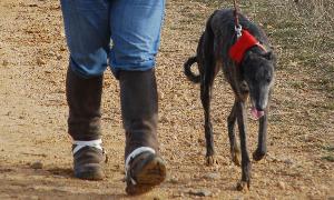 La galga 'Morena', robada el pasado año. / L. de la Fuente