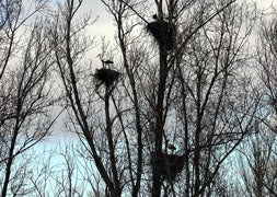 Cerca de Alija de la Ribera es fácil encontrar varios nidos de cigüeñas en un mismo árbol. / Peio García-Ical
