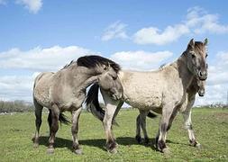 Caballos del proyecto 'Paleolítico Vivo'. / Ricardo Ordóñez