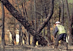 Castrocontrigo, día 300 después de las llamas