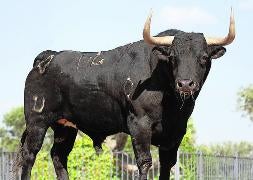 'Langosto' será el Toro de la Vega 2013. / El NORTE