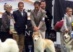 Simba del Karraces (centro) en el podio tras la competición celebrada en Zamora. / El Norte